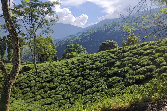Tea Pluckers' Day - Who should book Tea Pluckers’ Day?