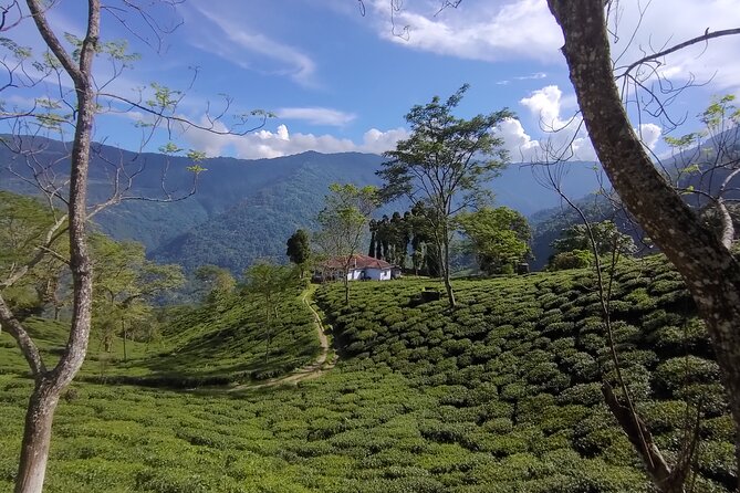 Tea Pluckers' Day - What the day actually feels like