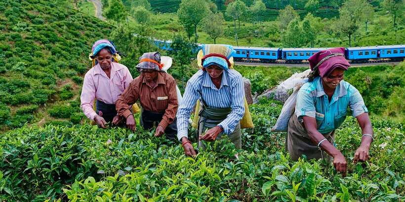 Tea Plucking and Tea Factory: Visit from Kandy - Key points to know before booking