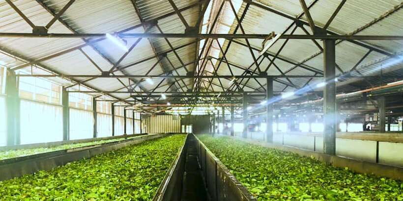 Tea Plucking and Tea Factory: Visit from Kandy - Should you book this tea-country visit?