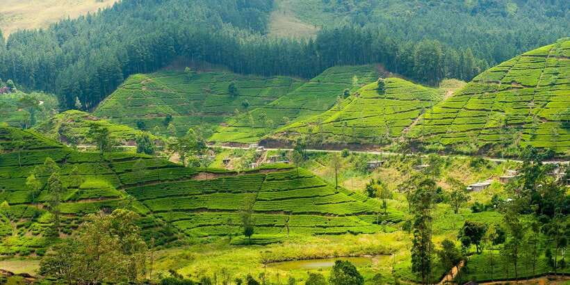 Tea Plucking and Tea Factory: Visit from Kandy - From Kandy to the tea hills