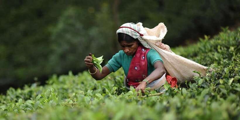 Tea Plucking and Tea Factory: Visit from Kandy - Inside Pedro Tea Factory