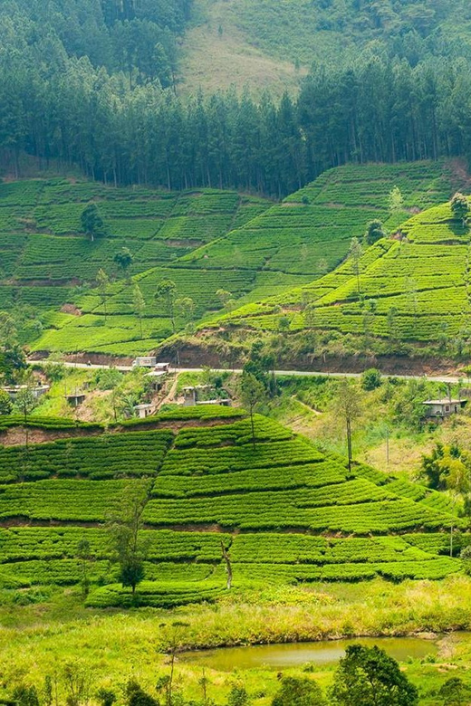 Tea Plucking and Tea Factory: Visit from Kandy - Tasting Ceylon tea with a view