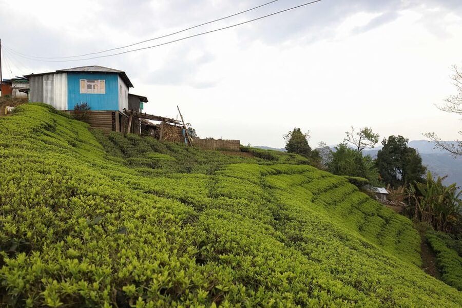 Tea Plucking and Tea Factory: Visit from Kandy - Why this experience is worth $108
