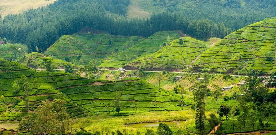 Tea Plucking and Tea Factory: Visit from Kandy - Practical details that shape the day