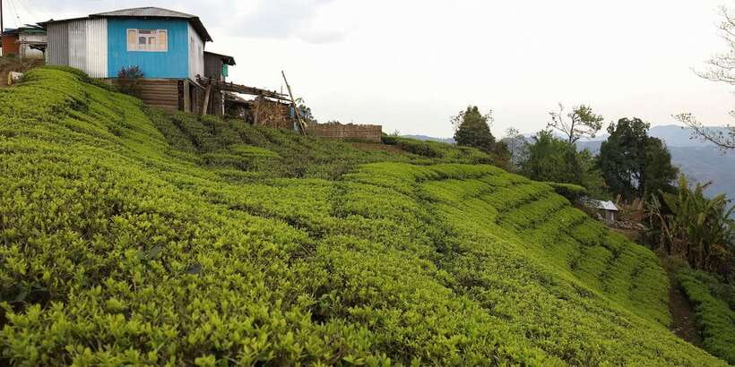 Tea Plucking and Tea Factory: Visit from Kandy - What the guide adds