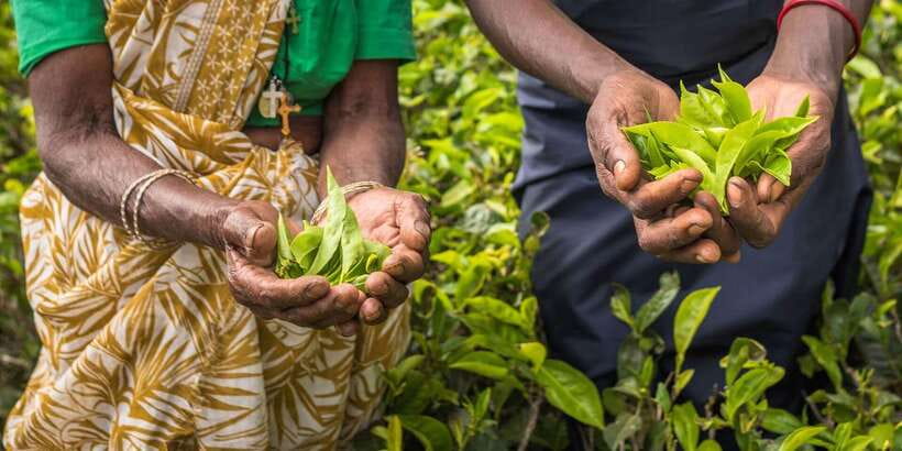Tea Plucking and Tea Factory: Visit from Kandy - Plucking tender leaves in the plantation