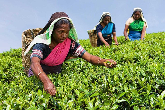 Tea Plucking and Tea Factory Visit from Nuwara Eliya. - A short ride into Nuwara Eliya’s tea country