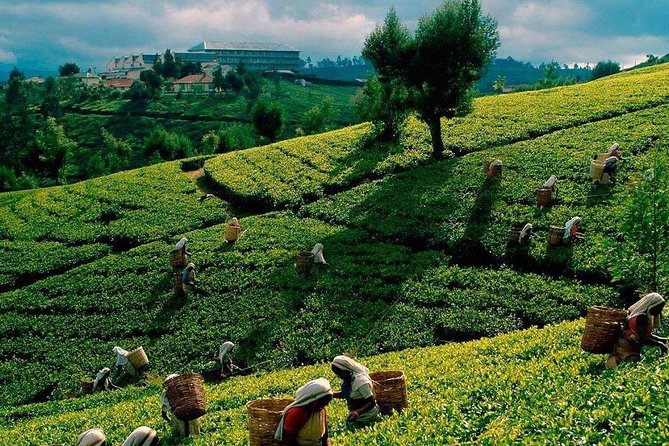 Tea Plucking and Tea Factory Visit from Nuwara Eliya. - Seeing how a tea leaf becomes Ceylon tea