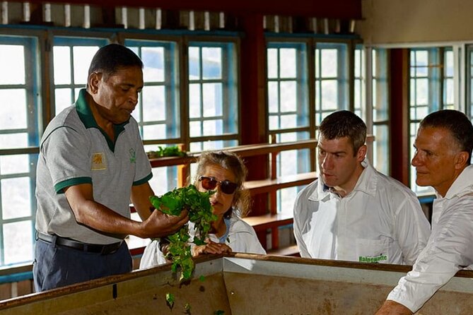 Tea Plucking and Tea Factory Visit from Nuwara Eliya. - Private touring and the pace of the visit