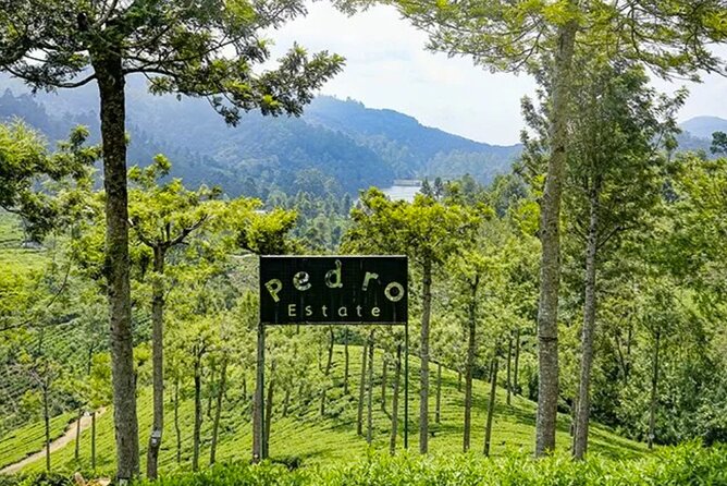 Tea Plucking and Tea Factory Visit from Nuwara Eliya. - How to avoid a disappointing visit
