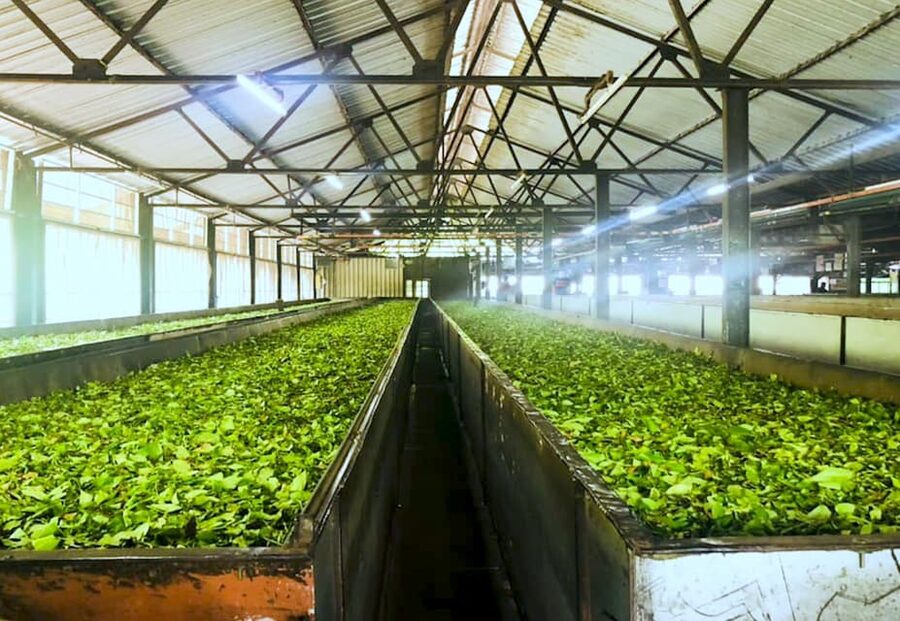 Tea Plucking and Tea Factory: Visit from Nuwara Eliya - Tasting Ceylon tea at the source