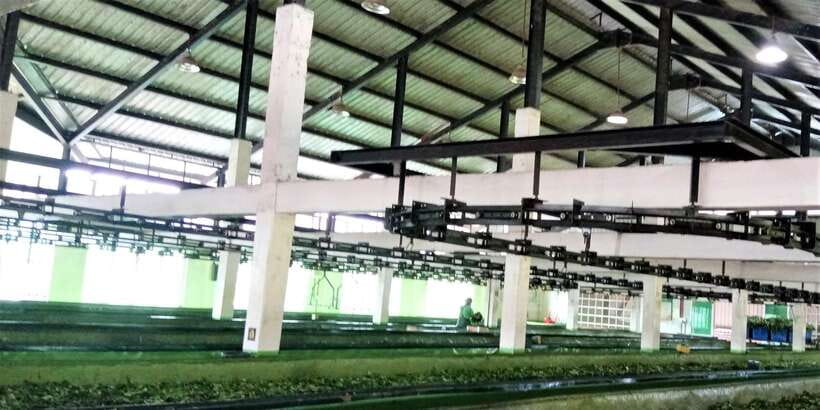 Tea Plucking and Tea Factory: Visit from Nuwara Eliya - Practical advice for a better visit