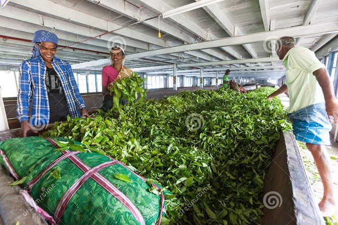 Tea Plucking and Tea Factory: Visit from Nuwara Eliya - Leaving Nuwara Eliya in a private vehicle