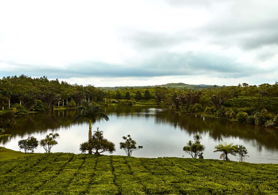 Tea Route: Lake, Forest, Tea Plantation & 3 Course Lunch - Mare aux Vacoas and the Sofie Nature Walk