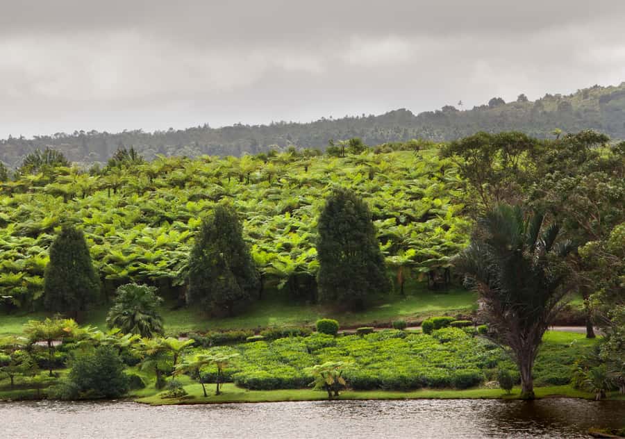 Tea Route: Lake, Forest, Tea Plantation & 3 Course Lunch - Bois Cheri gives the day its main event