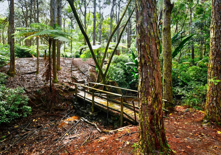 Tea Route: Lake, Forest, Tea Plantation & 3 Course Lunch - Lunch, tasting, and the question of service