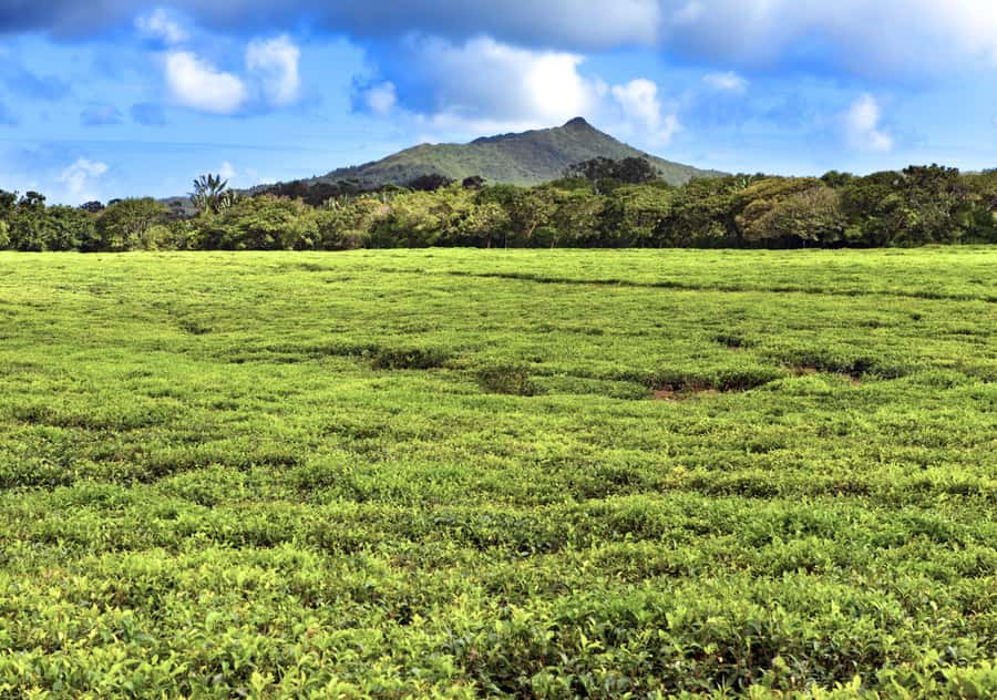 Tea Route: Lake, Forest, Tea Plantation & 3 Course Lunch - Transport, timing, and pickup details