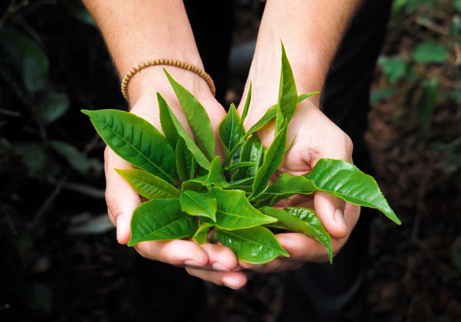 Tea, Rum & Vanilla Route - What the $151 price really covers