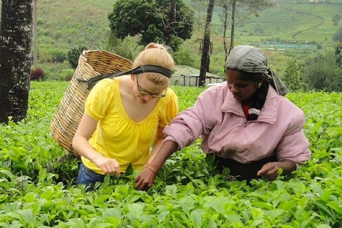Tea Tasting in Nuwara Eliya - Key points to know before you book