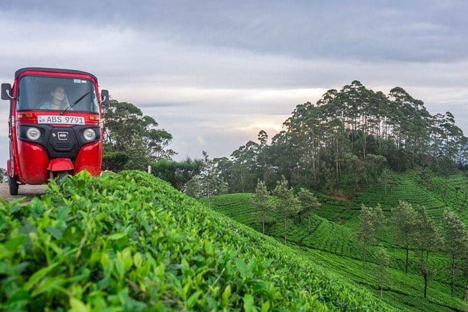 Tea Tasting in Nuwara Eliya - Why this Nuwara Eliya outing works