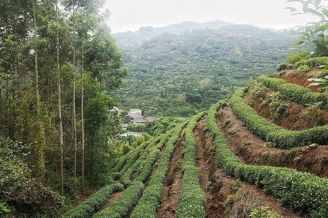 Tea Village in lost Town and Buddha 1 day tour - Seeing the Leshan Giant Buddha from the river