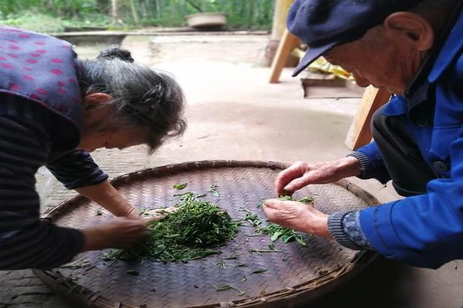 Tea Village in lost Town and Buddha 1 day tour - Picking tea at Jiajiang Tianfu Tea Plantation