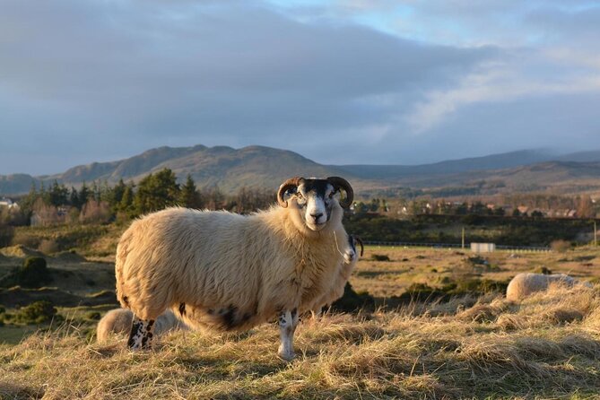 Tea with Naughty Sheep - Key points at a glance