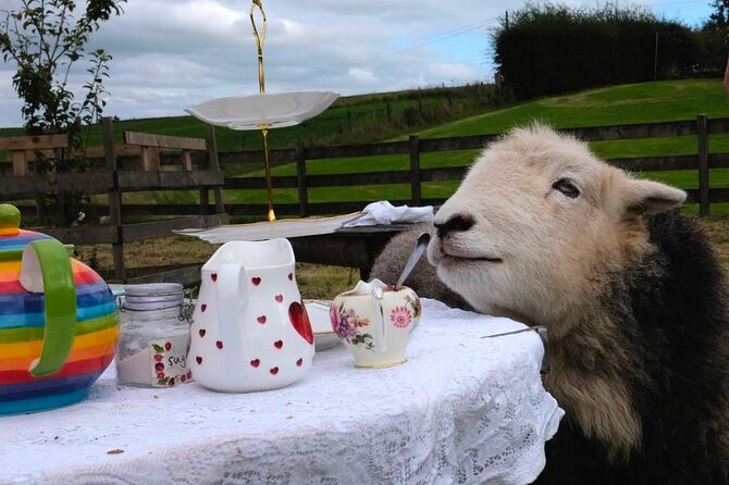Tea with Naughty Sheep - Afternoon tea with a flock of sheep