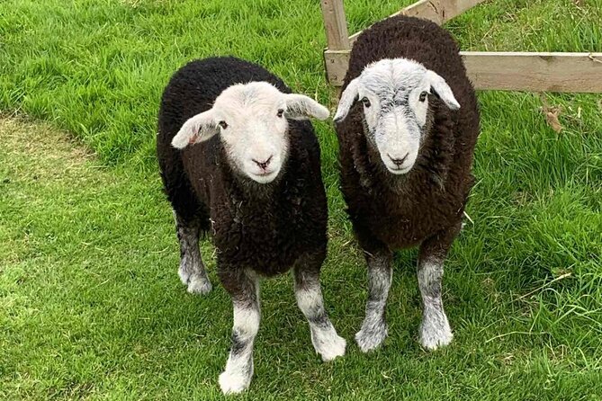 Tea with Naughty Sheep - Why the location matters