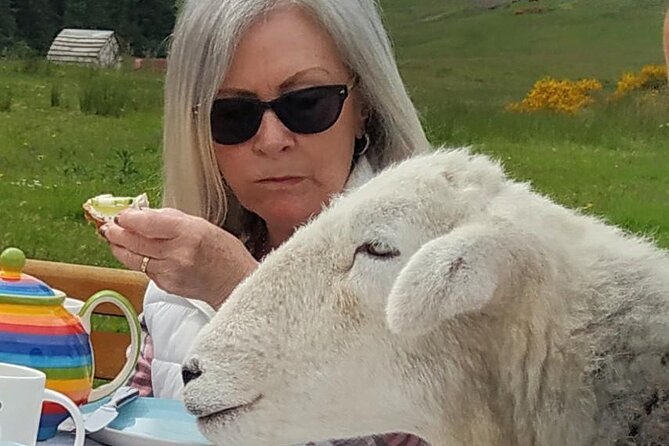 Tea with Naughty Sheep - Is $102.98 a fair price?