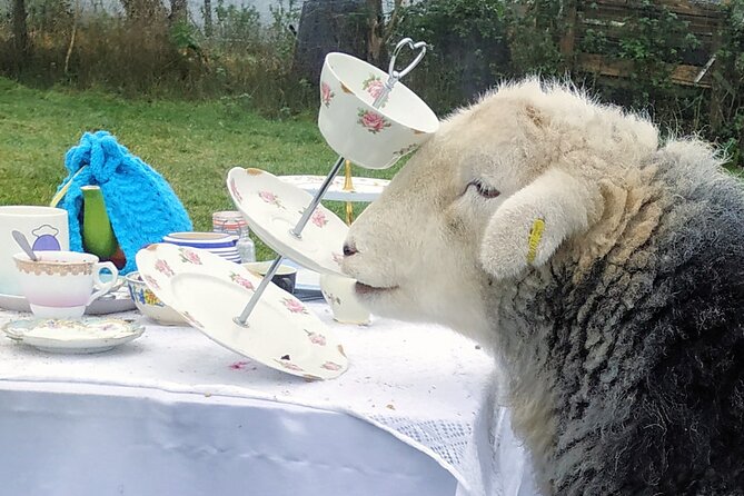 Tea with Naughty Sheep - Who will enjoy this most?