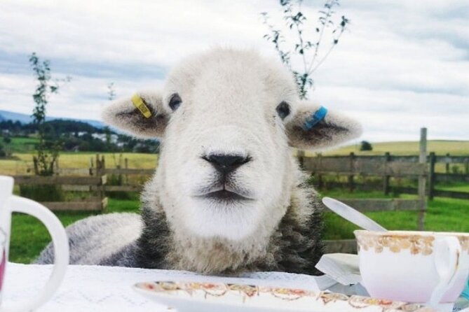 Tea with Naughty Sheep - Meeting Beccy and learning the sheep’s stories