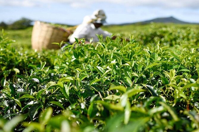 The Gorgeous East: Bois Cheri Tea factory, Rhumerie St-Aubin, Mahebourg & Lunch - Key points to know before you book