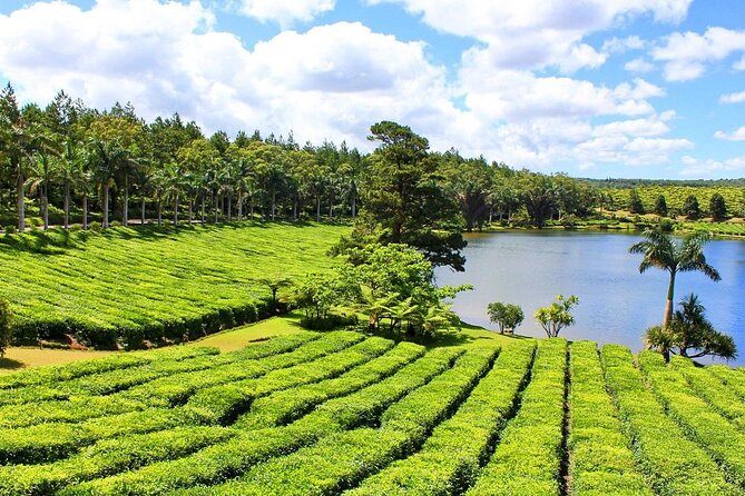 The Tea Story with Lunch - The tea museum and Mauritius’s older machines