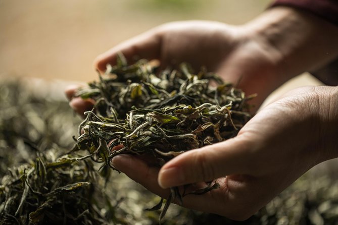 Three-Hour Private Chengdu Tea Wholesale Market Tour - What the two-hour visit actually covers