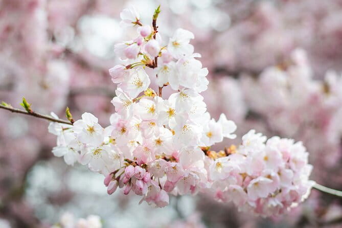 Tokyo Cherry Blossom Matcha Experience in Yoyogi Park (Shibuya) - What happens in the one-hour matcha session