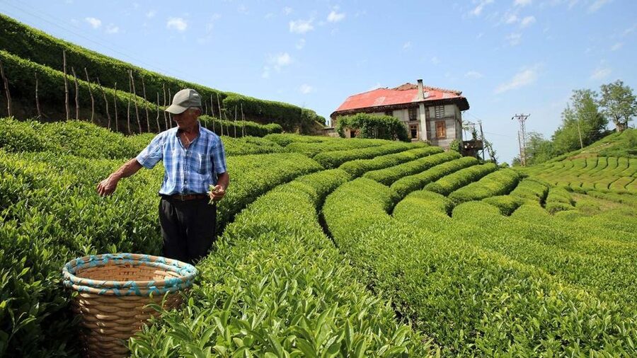 Trabzon: Uzungöl Group Tour, Explore The Nature & Taste Tea - Key points to know before booking