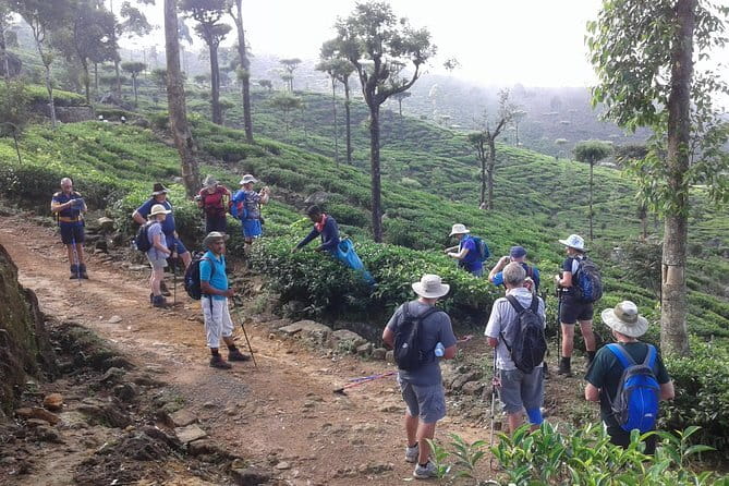 Trekking & Picnic in The Tea Plantation From Ella, Haputale & Bandarawela - Walking into Sri Lanka’s working tea country