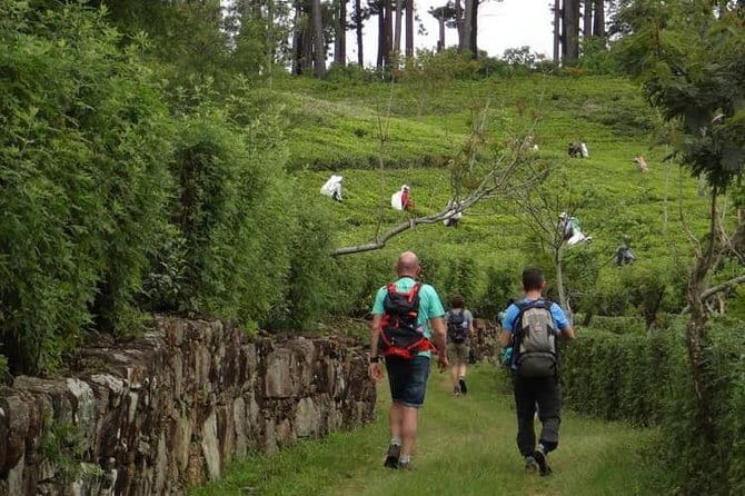 Trekking & Picnic in The Tea Plantation From Ella, Haputale & Bandarawela - Picnic lunch with mountain views