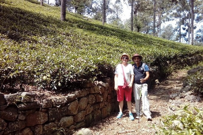 Trekking & Picnic in The Tea Plantation From Ella, Haputale & Bandarawela - Meeting the tea ladies during the picking hours