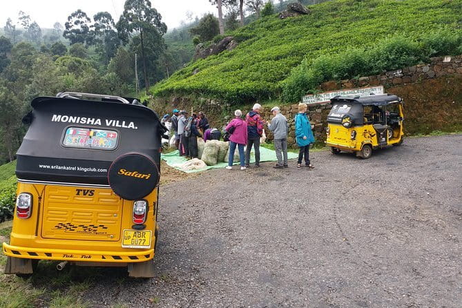 Tuk Tuk safari and Picnic in The Tea Plantation from Ella,Haputale & Bandarawela - Picking tea leaves beside local harvesters