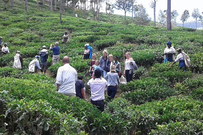 Tuk Tuk safari and Picnic in The Tea Plantation from Ella,Haputale & Bandarawela - Who will enjoy this tuk tuk safari most