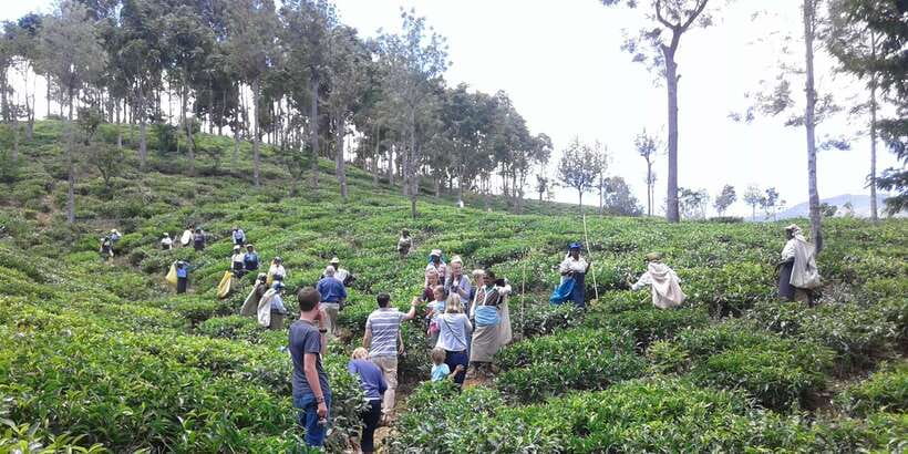 Tuk-Tuk Safari Liptons seat,Tea Fields Hike,TeaFactory Tour - Should you book the Lipton Seat tea tour?