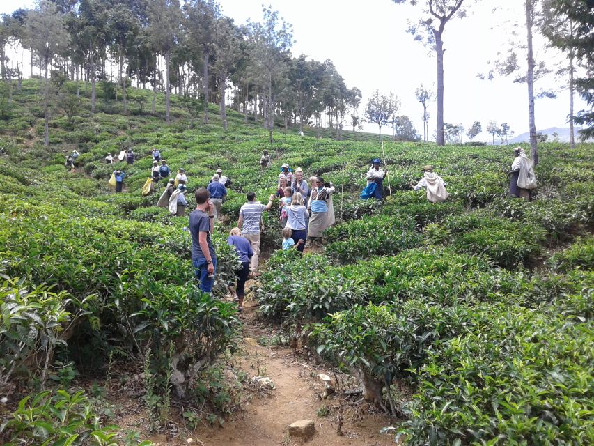 Tuk-Tuk Safari Liptons seat,Tea Fields Hike,TeaFactory Tour - Who will enjoy this tour most