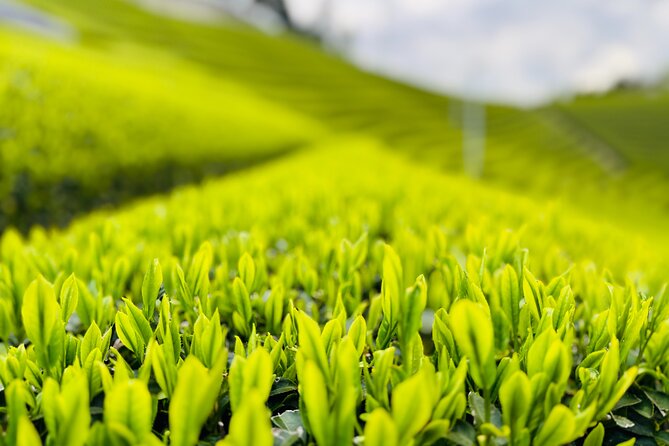 Uji and Wazuka Matcha Farm Half Day Private Guided Tour - Why this tour goes beyond a matcha café