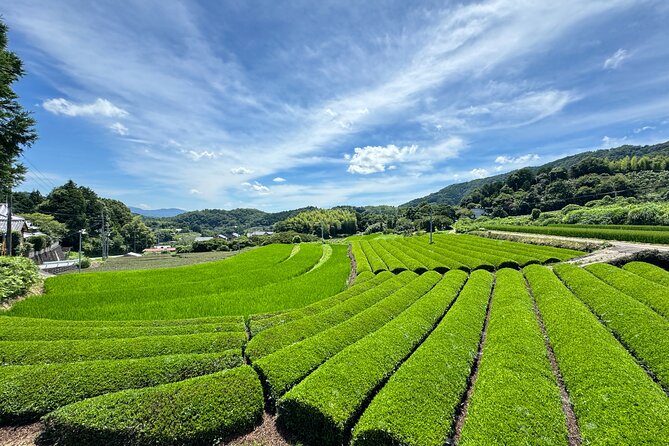 Uji and Wazuka Matcha Farm Half Day Private Guided Tour - Is $360 per person a fair price?