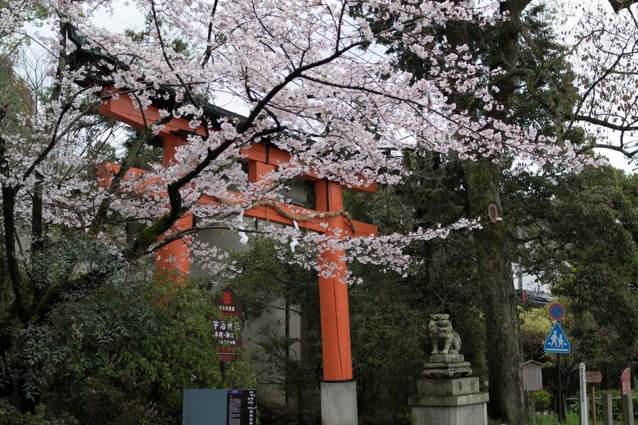 Uji: UNESCO Heritage & Tea Ceremony Walking Tour - Meeting your guide at JR Uji Station