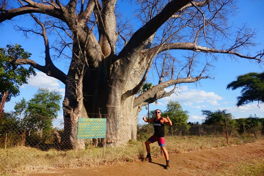 Victoria Falls: Cultural Tour with High Tea - The 1,000-year-old Big Tree