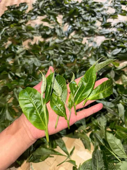 Vietnam Tea Tasting - Giang Egg Coffee & Train Street Visit - A small group changes the feel of the class
